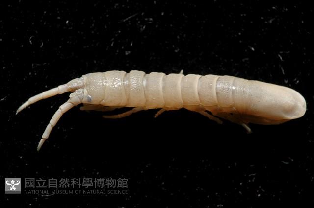 平尾棒鞭水虱藏品圖，第4張