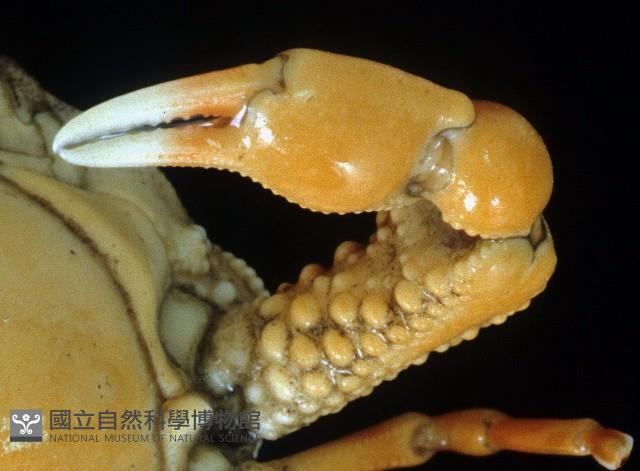 鴨額玉蟹藏品圖，第4張