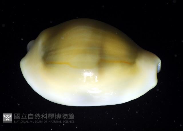黃寶螺藏品圖，第4張