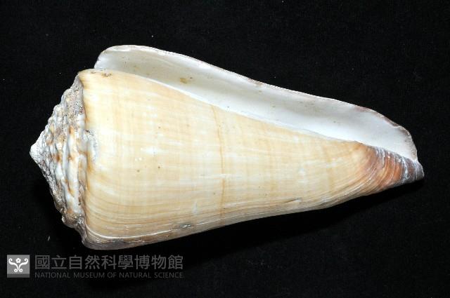 長距芋螺藏品圖，第4張