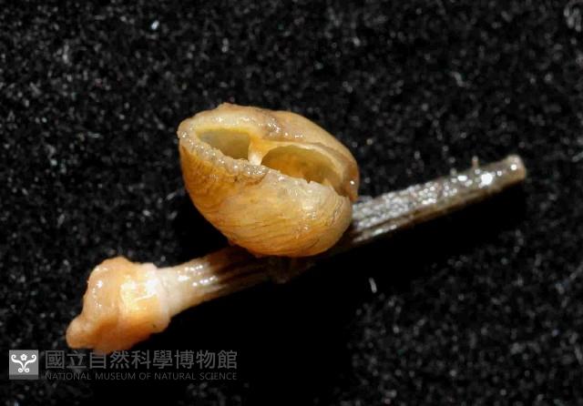 小擬茗荷藏品圖，第4張