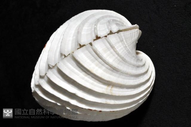女神鳥尾蛤藏品圖，第4張