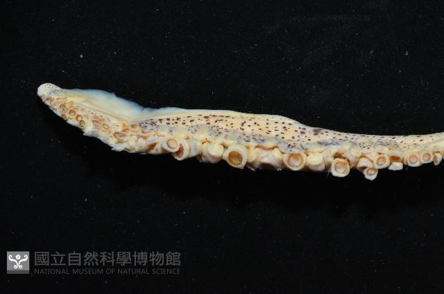 萊氏擬烏賊藏品圖，第4張