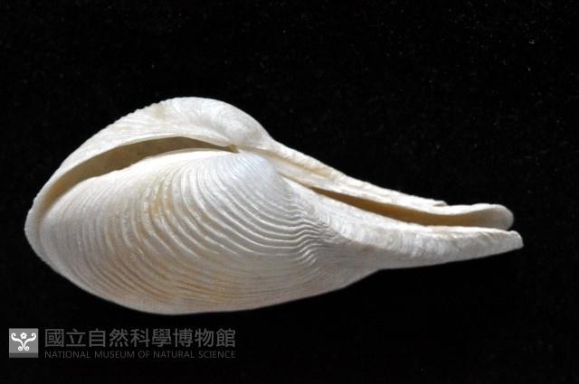 登錄號:007034-00050藏品圖，第4張