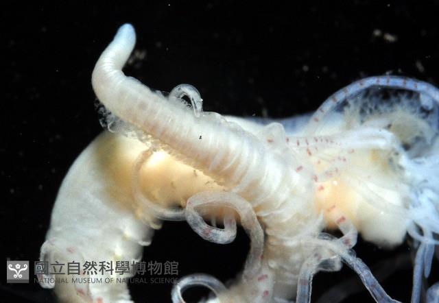 未知種蟄龍介蟲藏品圖，第4張