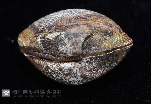 銀錦蛤藏品圖，第4張