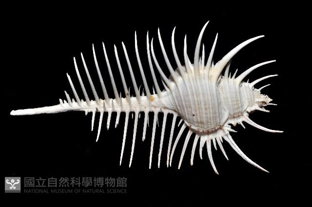 維納斯骨螺藏品圖，第4張