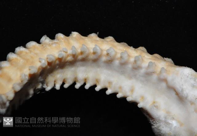 鞭枝蛇尾藏品圖，第4張