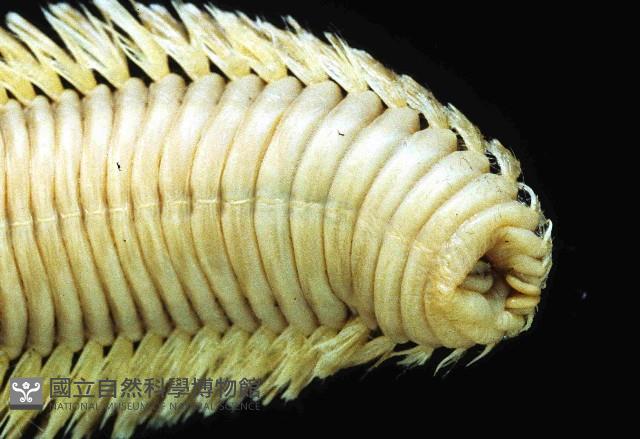 黃海毛蟲藏品圖，第4張