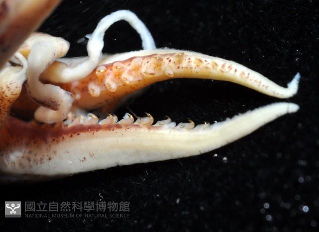 皮羅魷魚藏品圖，第4張