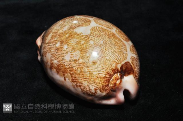 泛紅地圖寶螺藏品圖，第4張