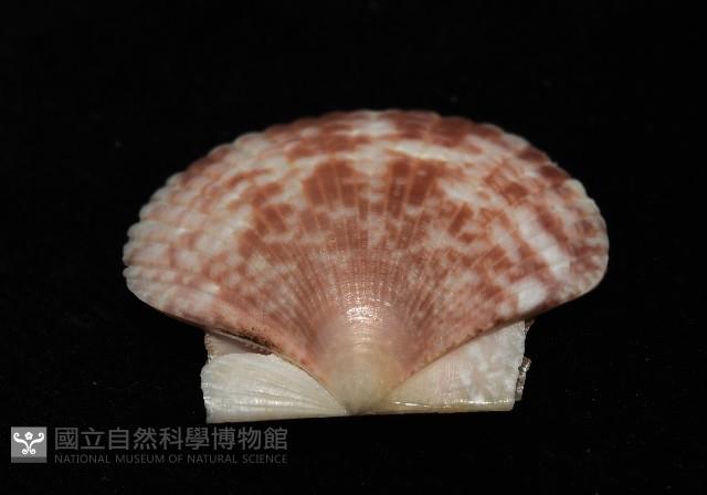 箱形海扇蛤藏品圖，第4張