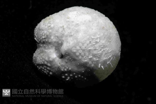 凹卵形(凹裂星)海膽藏品圖，第4張
