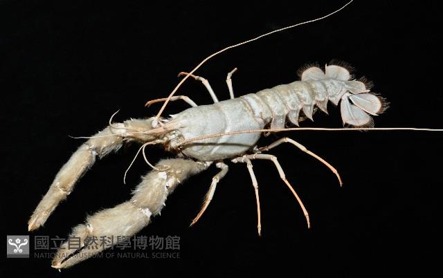 史氏擬海螯蝦藏品圖，第4張