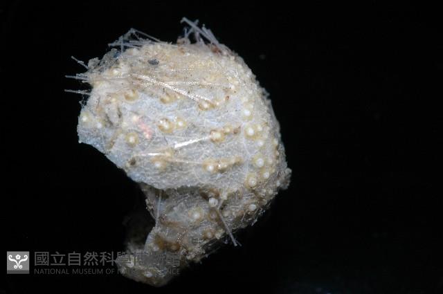 小葫蘆海膽藏品圖，第4張