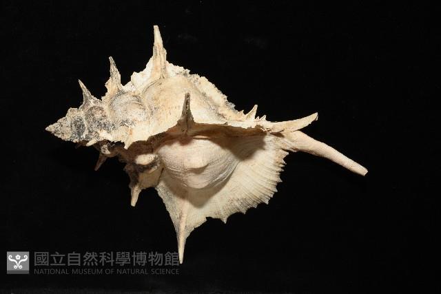 岩石芭蕉螺藏品圖，第4張