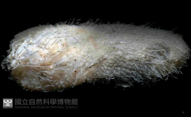 未知種汽海膽藏品圖，第4張