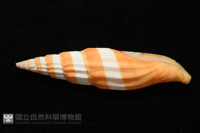 登錄號:007819-00120藏品圖，第4張