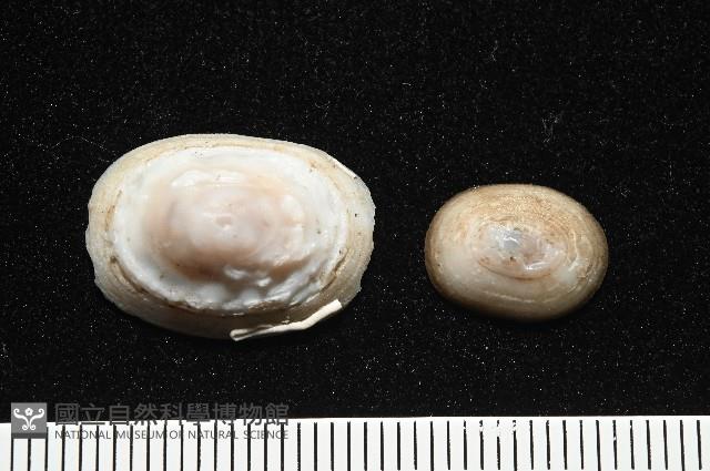 登錄號:004961-00120藏品圖，第4張