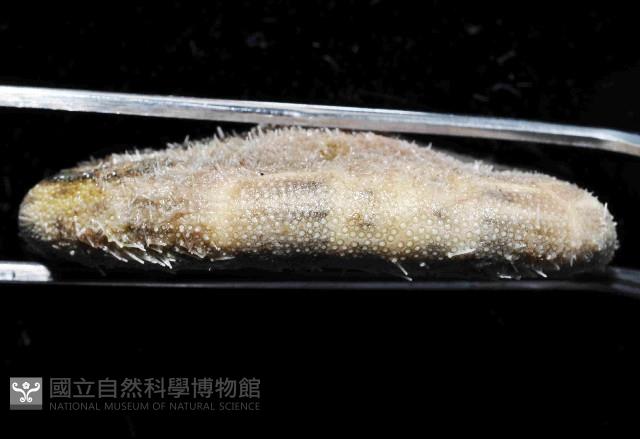 網楯海膽藏品圖，第4張