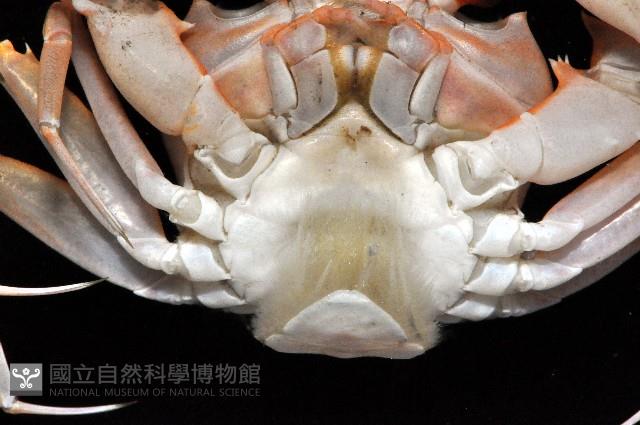 摩擦聲蟹藏品圖，第4張