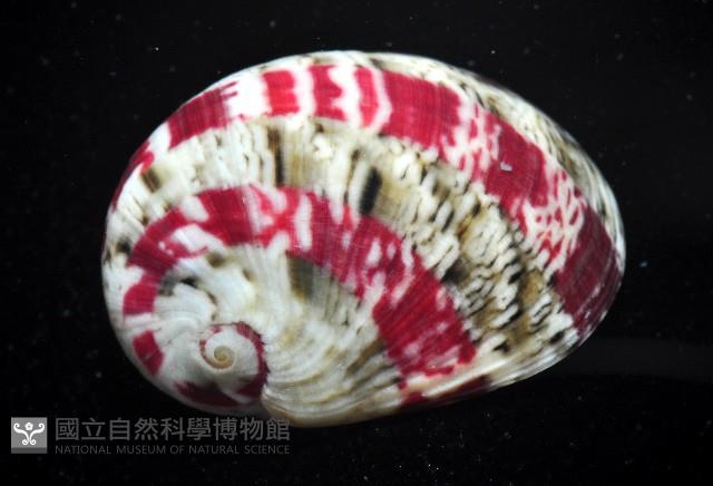 玉女蜑螺藏品圖，第4張