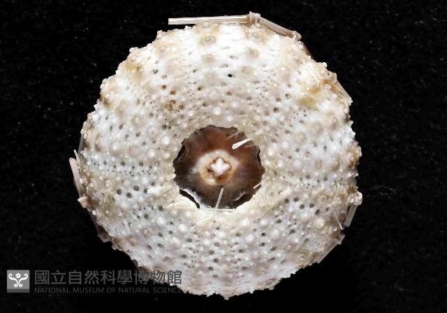 芮氏刻肋海膽藏品圖，第4張