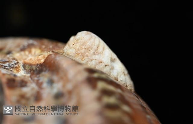 貓眼蠑螺藏品圖，第4張