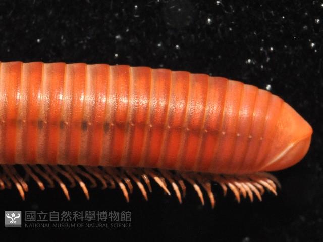 磚紅厚甲馬陸藏品圖，第4張