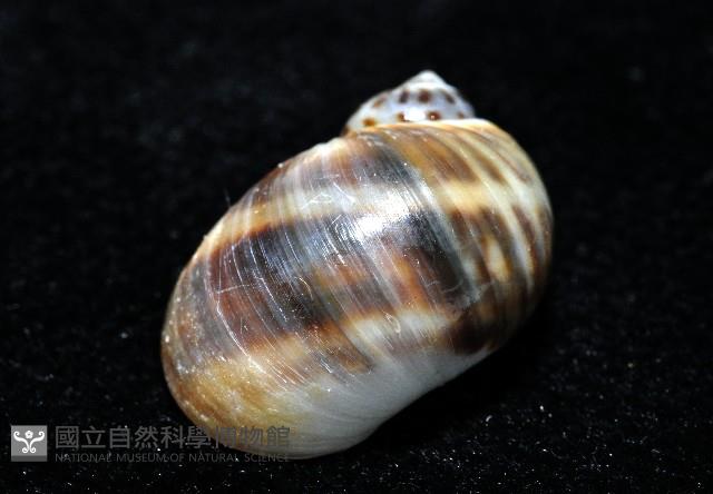 小灰玉螺藏品圖，第4張