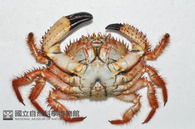 武裝深海蟹藏品圖，第4張