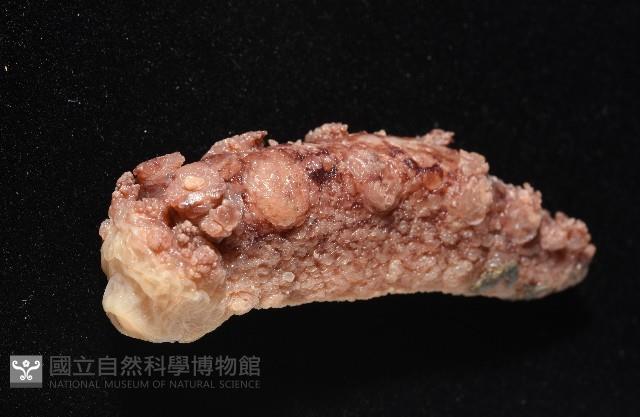 未知種海蛞蝓藏品圖，第4張