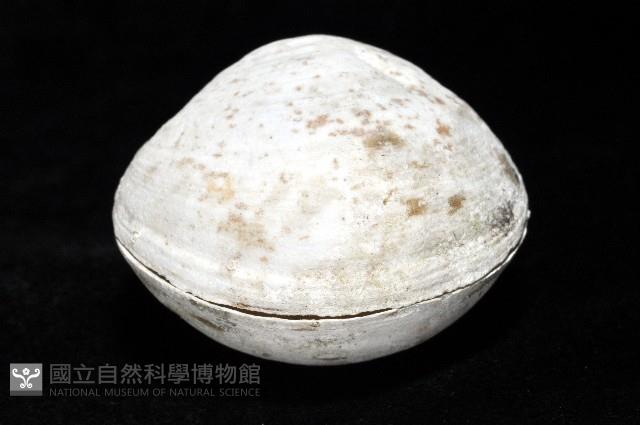無齒滿月蛤藏品圖，第4張