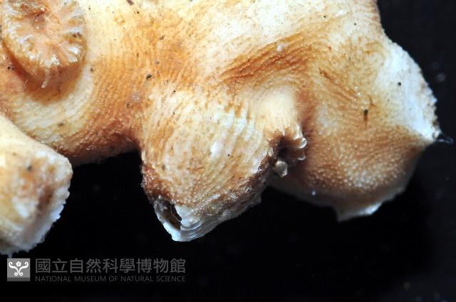 飯島氏樹珊瑚藏品圖，第4張