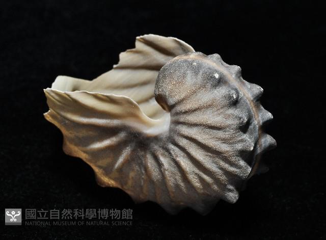 闊船蛸藏品圖，第4張