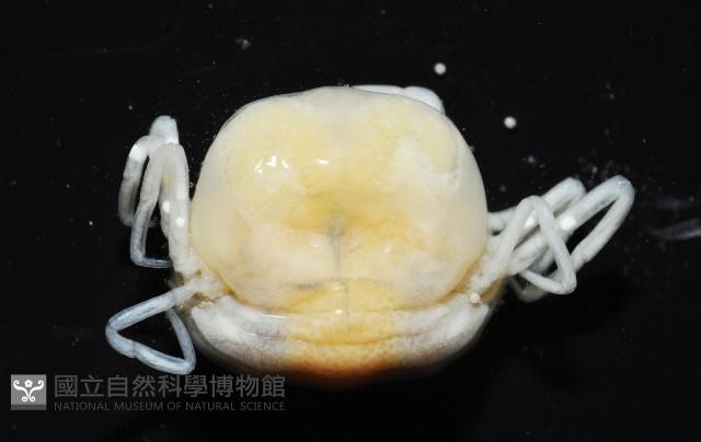 中華蚶豆蟹藏品圖，第4張