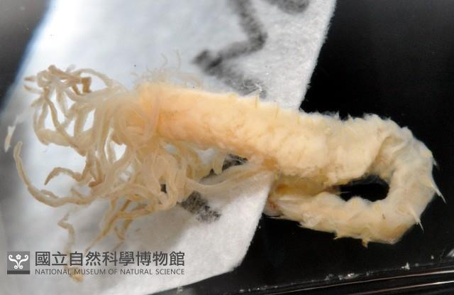 梧棲搓蟄蟲藏品圖，第4張