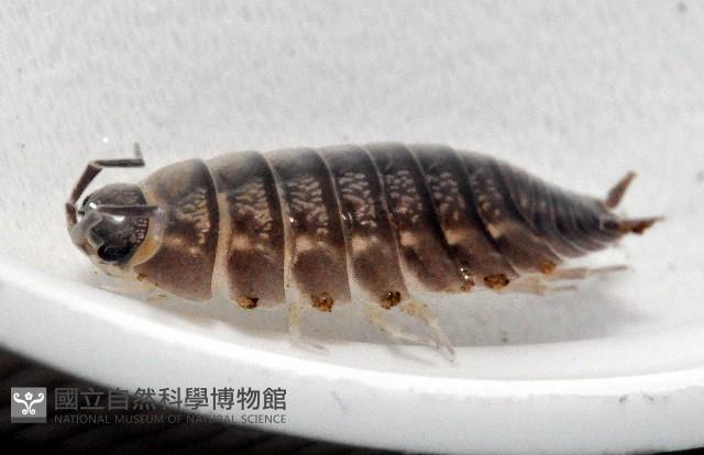 糙瓷鼠婦藏品圖，第4張