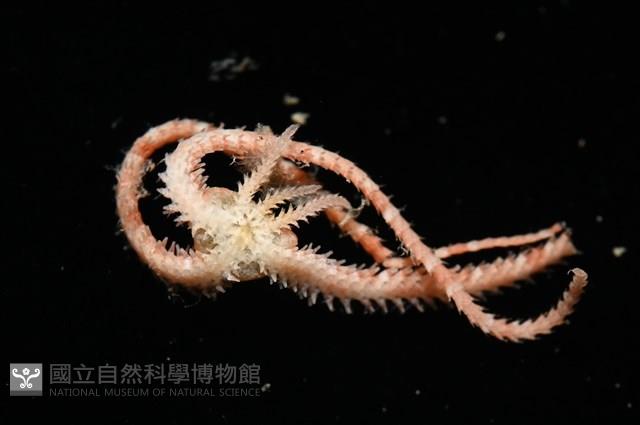 未知種輻蛇尾藏品圖，第4張