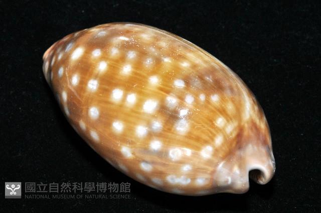 鹿斑寶螺藏品圖，第4張