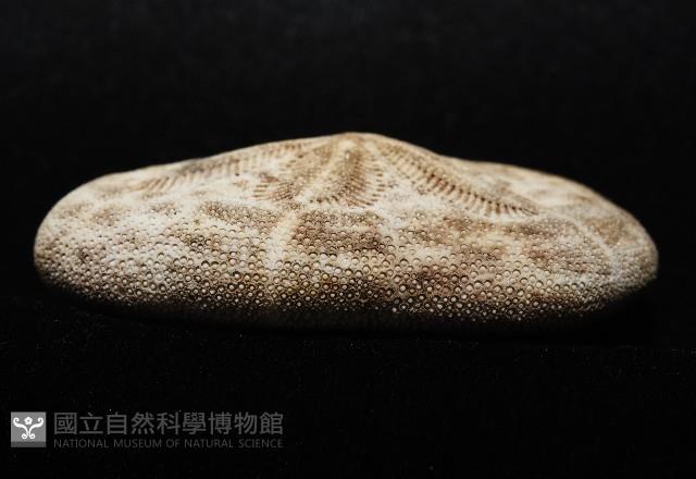 網楯海膽藏品圖，第4張