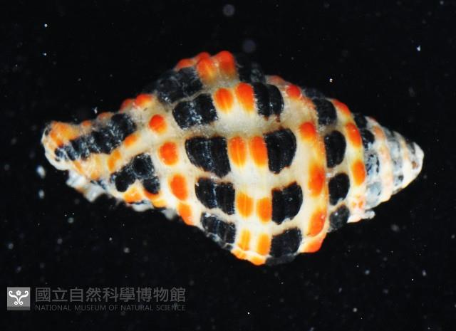 熊峨螺藏品圖，第4張