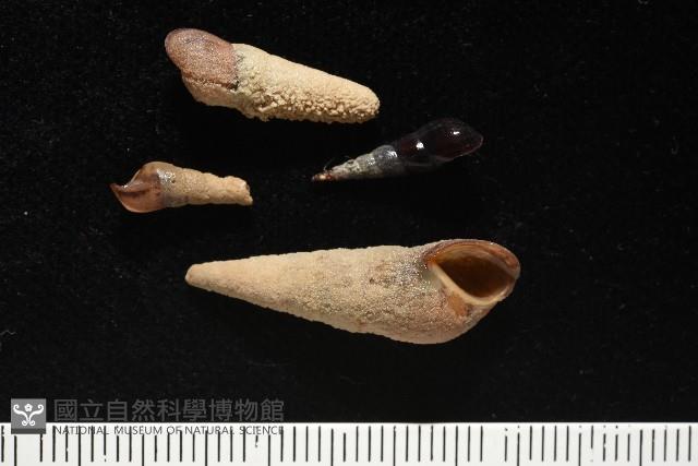 錐蜷藏品圖，第4張