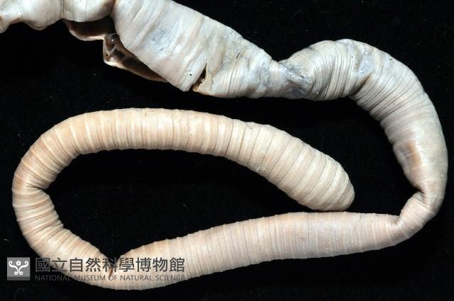 隘寮遠環蚓藏品圖，第4張