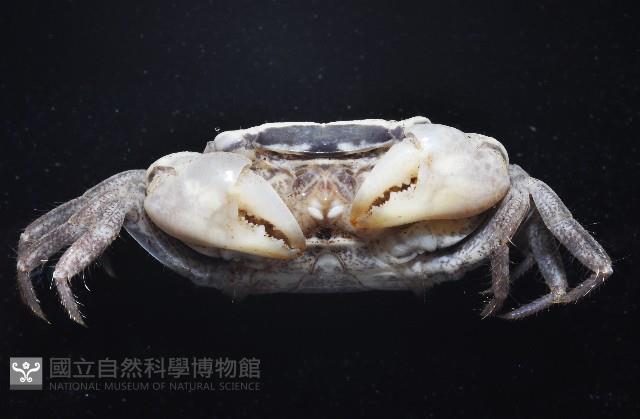 肥胖後相手蟹藏品圖，第4張