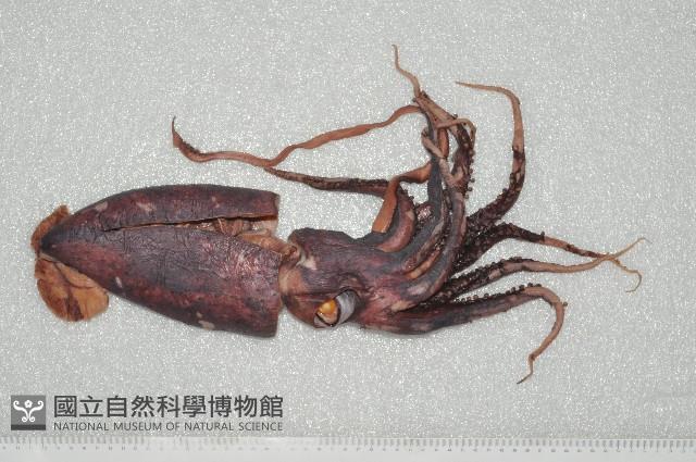 奇妙帆魷藏品圖，第4張