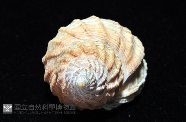 粗布核螺藏品圖，第4張