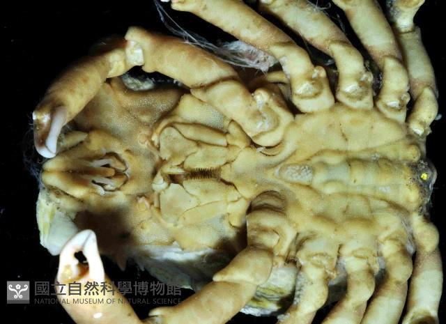 瘤狀圓腔蟹藏品圖，第4張