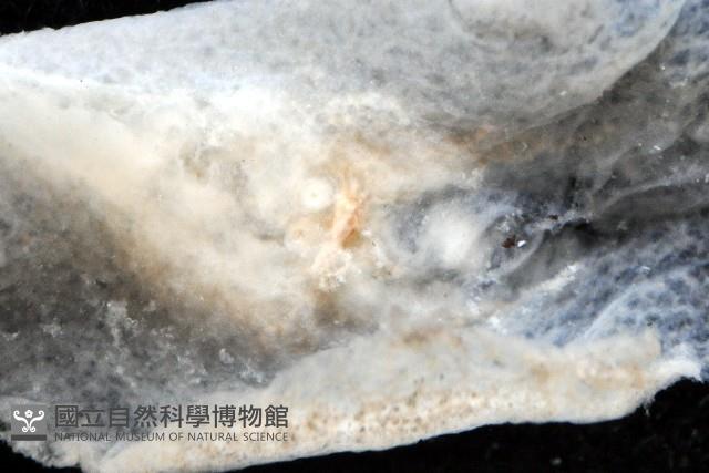 大盤扁蟲藏品圖，第4張