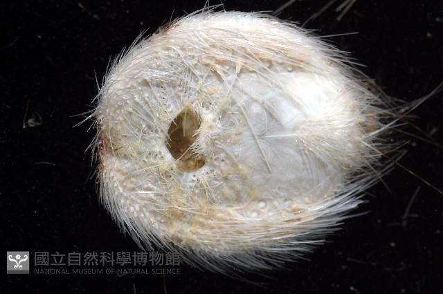 扁仙壺海膽藏品圖，第4張